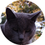 MaxHeadShot