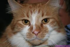 Cats