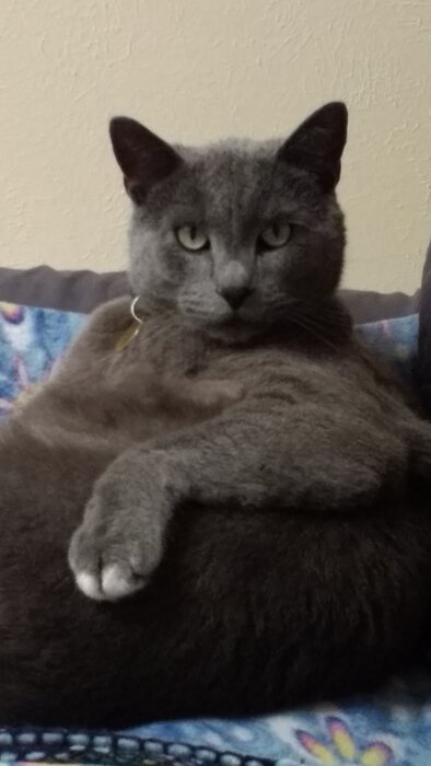 maxthecat