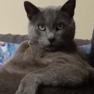 maxthecat