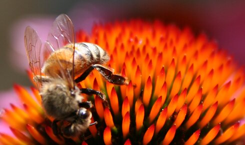 bee001