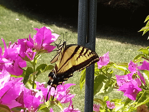 butterfly