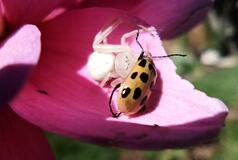 Insects